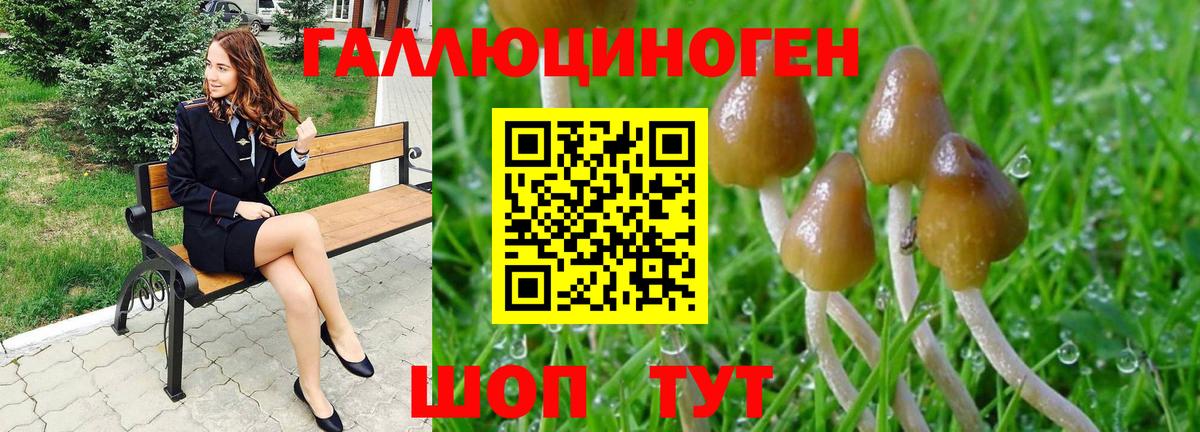 Псилоцибиновые грибы Psilocybe Тында